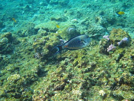 Chirurgien zébré - Acanthurus sohal (1).JPG